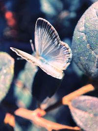 Close-up of flower petal