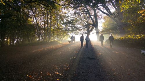 People walking in forest during sunset