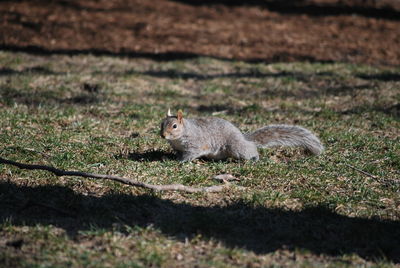 High angle view of squirrel on field