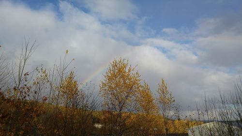 Low angle view of trees against sky