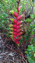 High angle view of red flowering plants on field