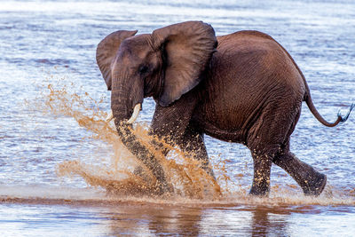 Herd of elephants in africa walking through the grass in tarangire national park