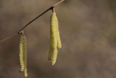 Close-up of catkin hanging on plant