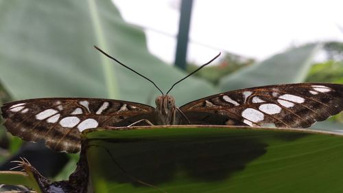 Close-up of butterfly on leaf