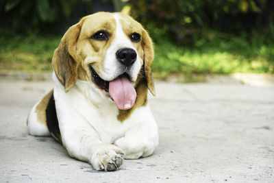 Cute beagle dog lying shows his tongue on the ground outdoor in fall with the green leaves