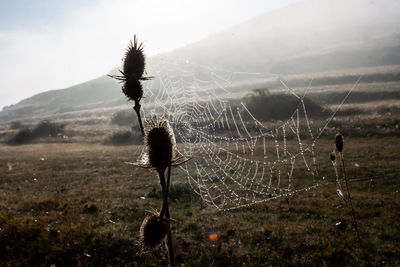 Close-up of spider web on field against sky