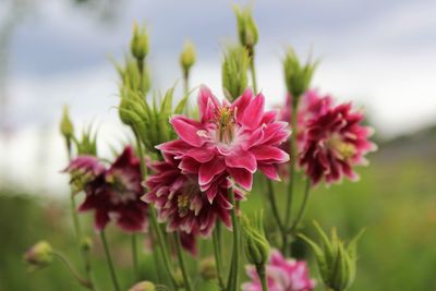 Close-up of pink flowering plant