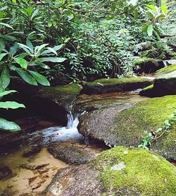 Scenic view of river in forest