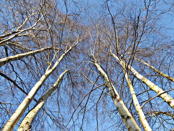 Low angle view of bare trees against clear blue sky