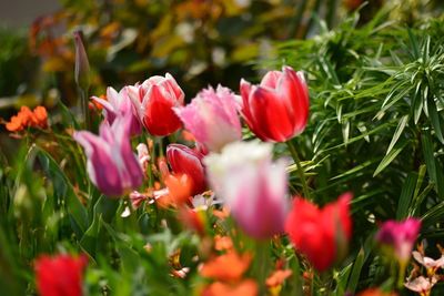 Close-up of red flower blooming in field