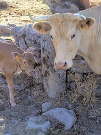 Portrait of cow