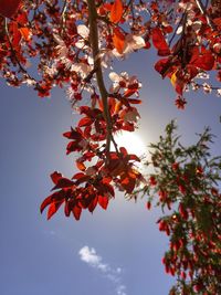 Low angle view of tree against sky during autumn