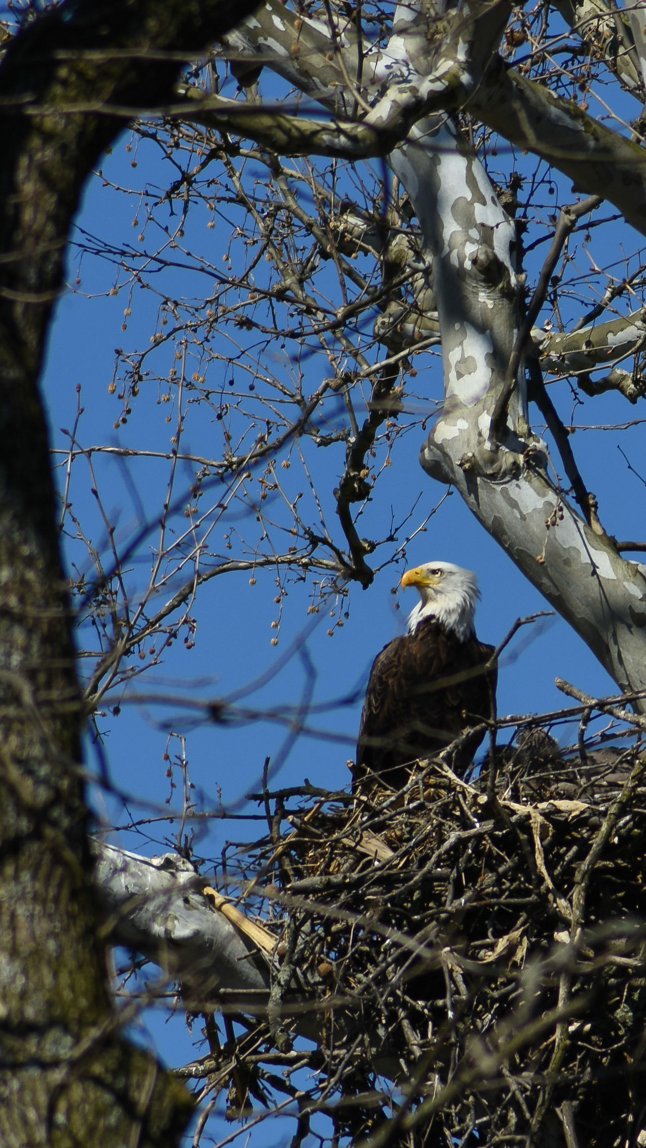 Eaglet