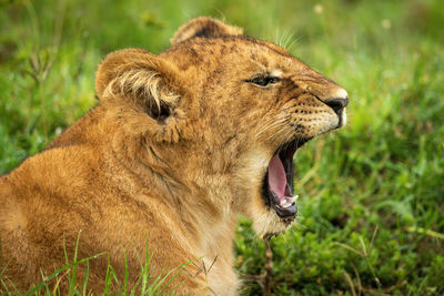 Close-up of lion cub lying down yawning