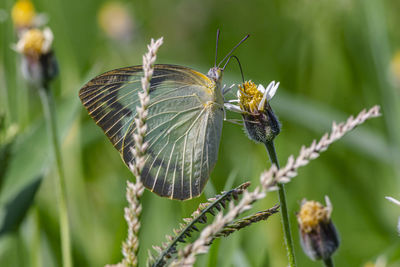 Close-up of butterfly pollinating on flower