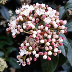 Close-up of flowers