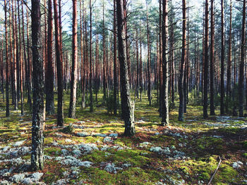 Trees in forest