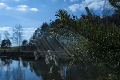 Close-up of pine tree branch by lake against sky