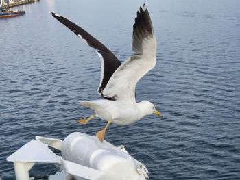 Seagull flying over sea