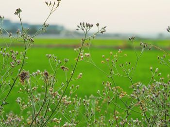 Close-up of plants growing on field