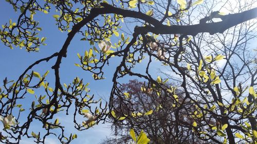 Low angle view of tree against sky