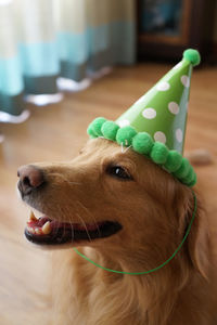 Close-up of dog wearing party hat while sitting at home