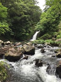 Stream flowing amidst trees