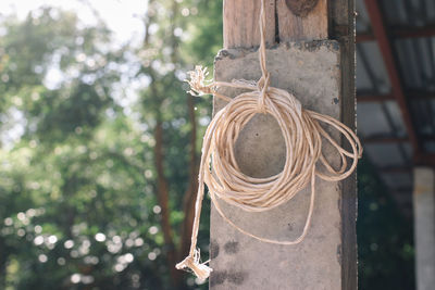 Close-up of rope tied to tree