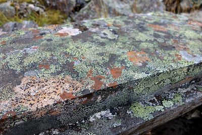Close-up of lichen