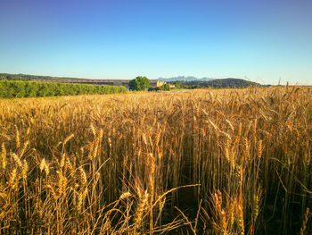 Scenic view of field against clear blue sky