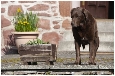 Brown labrador portrait