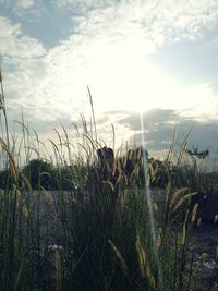 Plants growing on field against sky during sunset