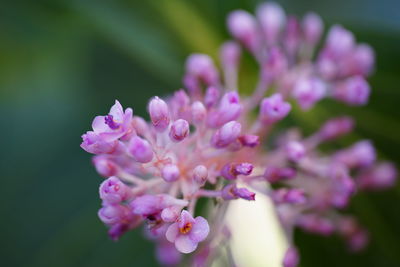Close-up of pink flowering plant