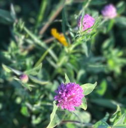 Close-up of purple flowers blooming outdoors