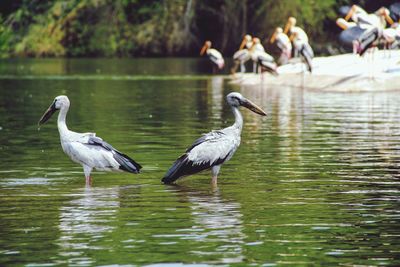 Pelicans standing in shallow water