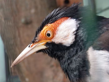 Close-up of a bird