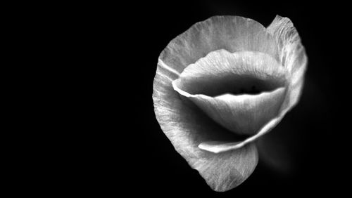 Close-up of flower over black background