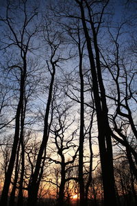 Low angle view of silhouette bare trees against sky