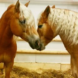 Close-up of horse