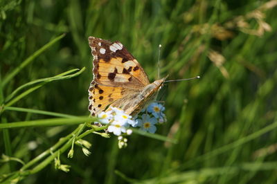 Close-up of butterfly pollinating on flower