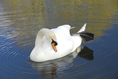 Swan swimming in lake