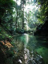 Scenic view of river amidst trees in forest