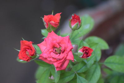 Close-up of rose bouquet