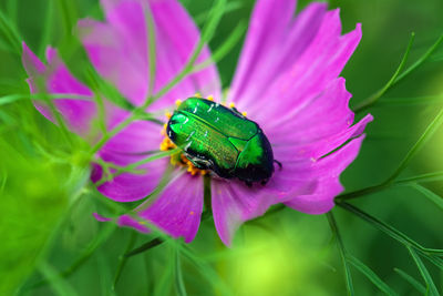 Close-up of honey bee pollinating on pink flower