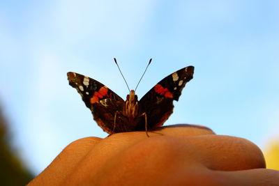 Close-up of butterfly on hand