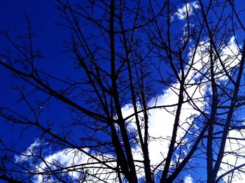 Low angle view of bare tree against blue sky