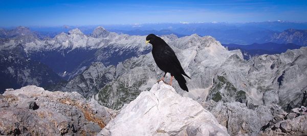 High angle view of bird perching on rock