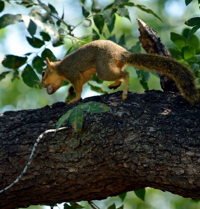 animal themes, animals in the wild, wildlife, one animal, tree, branch, low angle view, tree trunk, mammal, nature, sitting, focus on foreground, full length, squirrel, perching, outdoors, day, wood - material, zoology, monkey