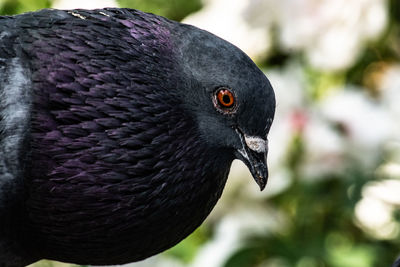 Close-up of pigeon