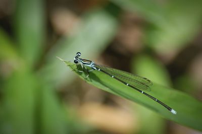 Close-up of damselfly on leaf outdoors